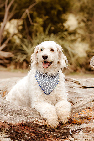 Ballarat outdoor family photography, Storytelling sessions, Wildwood Photography
